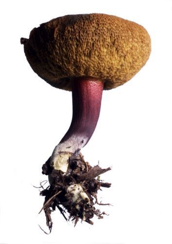 Mushroom 12